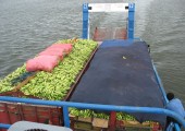 28Bananen Op De Boot